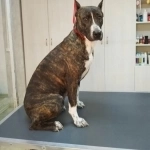 Замечательная Ляля в добрые руки! в объявлении 7 фото Замечательная Ляля в добрые руки! картинка из объявления