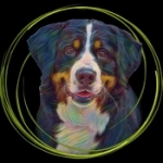 Щенки Бернского зенненхунда картинка из объявления