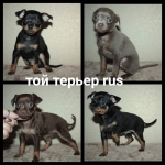 Русский ТОЙ терьер щенки в объявлении 11 фото Русский ТОЙ терьер щенки картинка из объявления