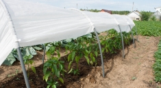 Земля для теплиц в объявлении 1 фото Земля для теплиц картинка из объявления