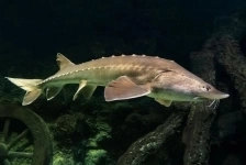 Продажа Осётра Русского (товарная рыба) в объявлении 1 фото Продажа Осётра Русского (товарная рыба) картинка из объявления