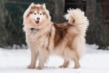 Красивый пёс Мирон в добрые руки! в объявлении 10 фото Красивый пёс Мирон в добрые руки! картинка из объявления