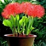 Скадоксус в объявлении 11 фото Скадоксус картинка из объявления