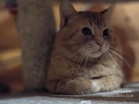 Котик Ирбис картинка из объявления