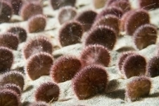 Морской Еж Дальневосточный картинка из объявления