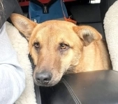 Джек - пёс-нянька картинка из объявления