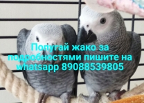 Попугаи жако мальчик и девочка на продажу картинка из объявления