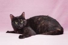 Очаровательная кошечка Орхидея картинка из объявления