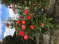 Требуются садовник и разнорабочий в объявлении 1 фото Требуются садовник и разнорабочий картинка из объявления