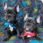 Щенки французского бульдога в объявлении 5 фото Щенки французского бульдога картинка из объявления