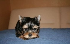 Щенок мини Йорка девочка в объявлении 1 фото Щенок мини Йорка девочка картинка из объявления