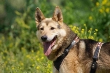 Благородный волк Лекс в добрые руки в объявлении 5 фото Благородный волк Лекс в добрые руки картинка из объявления