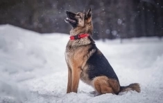 овчарка умная и ласковая оказалась в приюте картинка из объявления