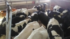 Телята бычки и телочки мясной породы доставка бесплатно в объявлении 5 фото Телята бычки и телочки мясной породы доставка бесплатно картинка из объявления