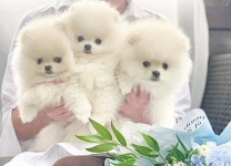 Щенки Шпиц в объявлении 1 фото Щенки Шпиц картинка из объявления