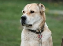 Красавица Алабай Мира в добрые руки в объявлении 5 фото Красавица Алабай Мира в добрые руки картинка из объявления