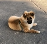 Щенок Филька в объявлении 9 фото Щенок Филька картинка из объявления