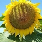 Семена гибрида подсолнечника Лимагрен купить в объявлении 2 фото Семена гибрида подсолнечника Лимагрен купить картинка из объявления