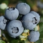 Саженцы и крупномеры голубики купить в Москве и Подмосковье с посадкой картинка из объявления