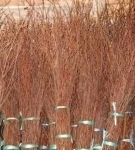 Метла березовая СТАНДАРТ в объявлении 1 фото Метла березовая СТАНДАРТ картинка из объявления