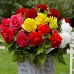 Кустовые бегонии в объявлении 10 фото Кустовые бегонии картинка из объявления