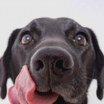 Наборы еды для собак, подобранные по рекомендации диетолога в объявлении 4 фото Наборы еды для собак, подобранные по рекомендации диетолога картинка из объявления