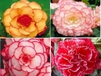 Бегонии 2х цветные в объявлении 1 фото Бегонии 2х цветные картинка из объявления