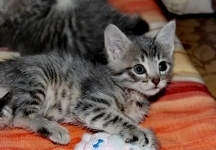 котята в дар картинка из объявления