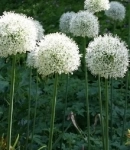 Луковичные в объявлении 10 фото Луковичные картинка из объявления