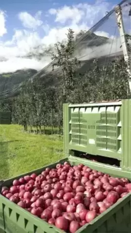 Антиградовая сетка для яблок, винограда и других культур картинка из объявления