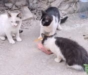 Вася, Мусенька и Мурзичек ждут своих хозяев. в объявлении 6 фото Вася, Мусенька и Мурзичек ждут своих хозяев. картинка из объявления