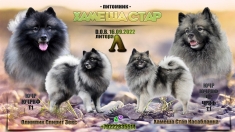 Щенки Кеесхонда (Вольфшпиц) в объявлении 5 фото Щенки Кеесхонда (Вольфшпиц) картинка из объявления