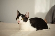 котенок Котя ищет дом картинка из объявления