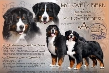 Щенки бернского зенненхунда из питомника картинка из объявления