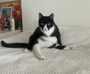 Добрый и ласковый котик Маркиз ищет дом! картинка из объявления