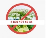 Уничтожить борщевик ! картинка из объявления