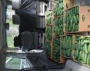 Теплица промышленная в объявлении 4 фото Теплица промышленная картинка из объявления