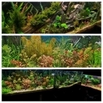 Аквариумные растения в объявлении 10 фото Аквариумные растения картинка из объявления