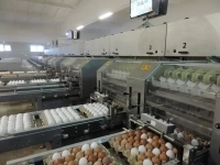 Упаковщики на птицефабрику с проживанием вахта картинка из объявления