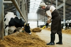 Работа скотник в объявлении 1 фото Работа скотник картинка из объявления