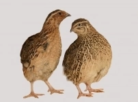 Куры, петухи, цесарки, перепела. Яйцо. Цыплята. картинка из объявления