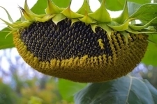 Семена гибридов подсолнечника Сингента купить в объявлении 2 фото Семена гибридов подсолнечника Сингента купить картинка из объявления