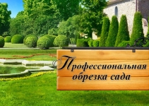 Обрезка деревьев Нововоронеж и опрыскивание от вредителей в в объявлении 1 фото Обрезка деревьев Нововоронеж и опрыскивание от вредителей в картинка из объявления
