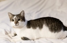 классный котэ ищет дом в объявлении 4 фото классный котэ ищет дом картинка из объявления