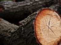 Спил деревьев Кронирование Корчевание в объявлении 6 фото Спил деревьев Кронирование Корчевание картинка из объявления