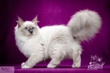 Сибирская (Невская маскарадная) кошка в объявлении 7 фото Сибирская (Невская маскарадная) кошка картинка из объявления