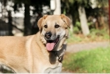 Чудесная Барабулька ищет дом и любящую семью! картинка из объявления