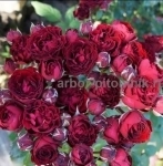 , купить растения в объявлении 12 фото , купить растения картинка из объявления