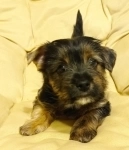 Щенки в объявлении 2 фото Щенки картинка из объявления