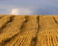 Овес в объявлении 1 фото Овес картинка из объявления